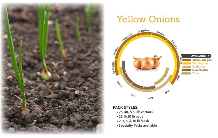 Yellow Onions