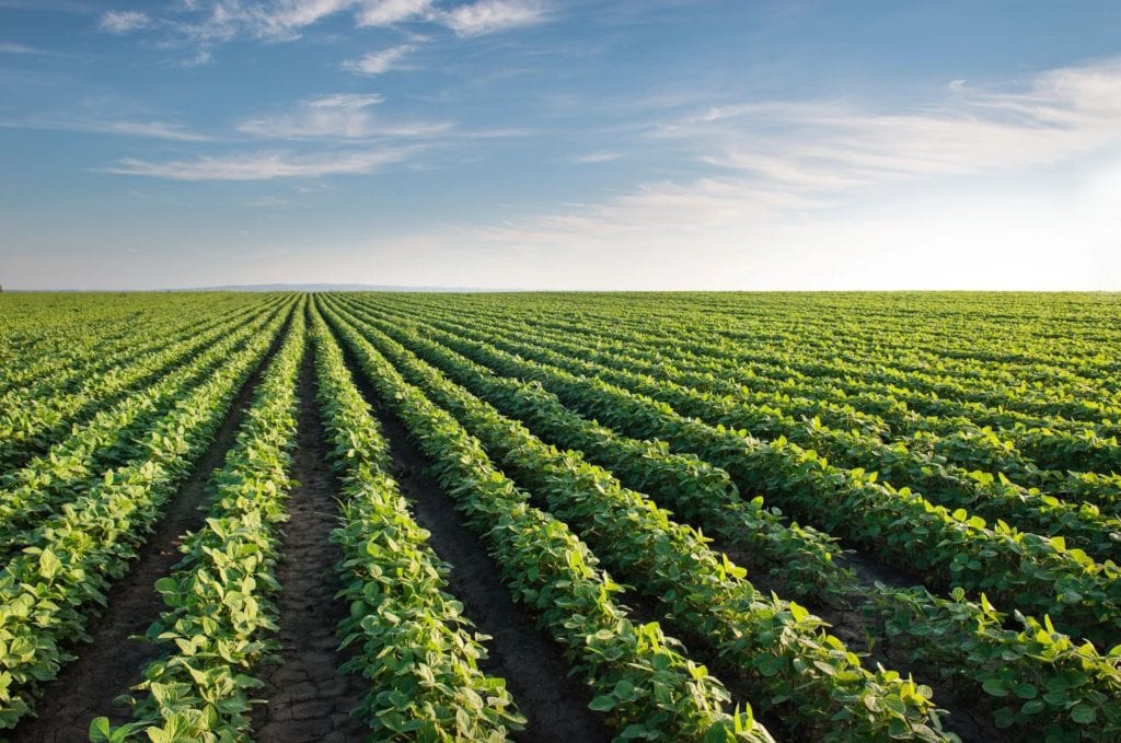 Potato Field