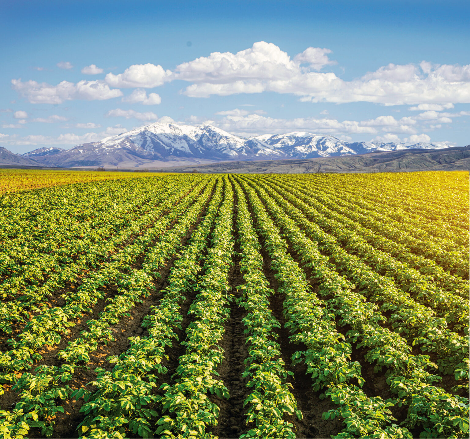 Collection of Produce Images Eagle Eye Produce