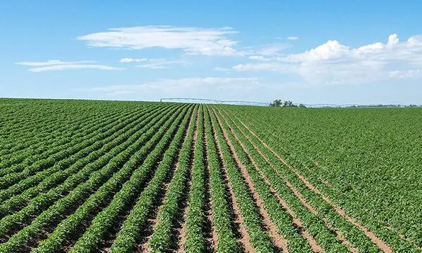 A Large Strips of Crops on a Large Land