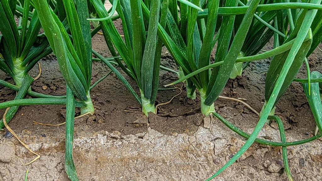 A Close Up View of Green Stems of an Onion