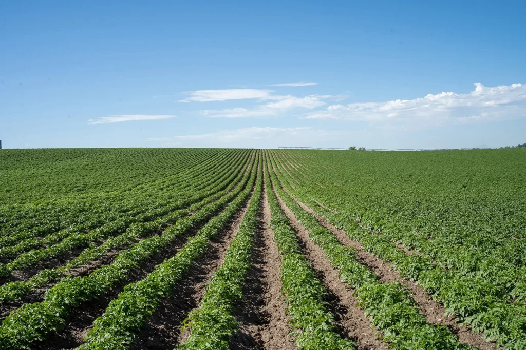 Field of potato crop