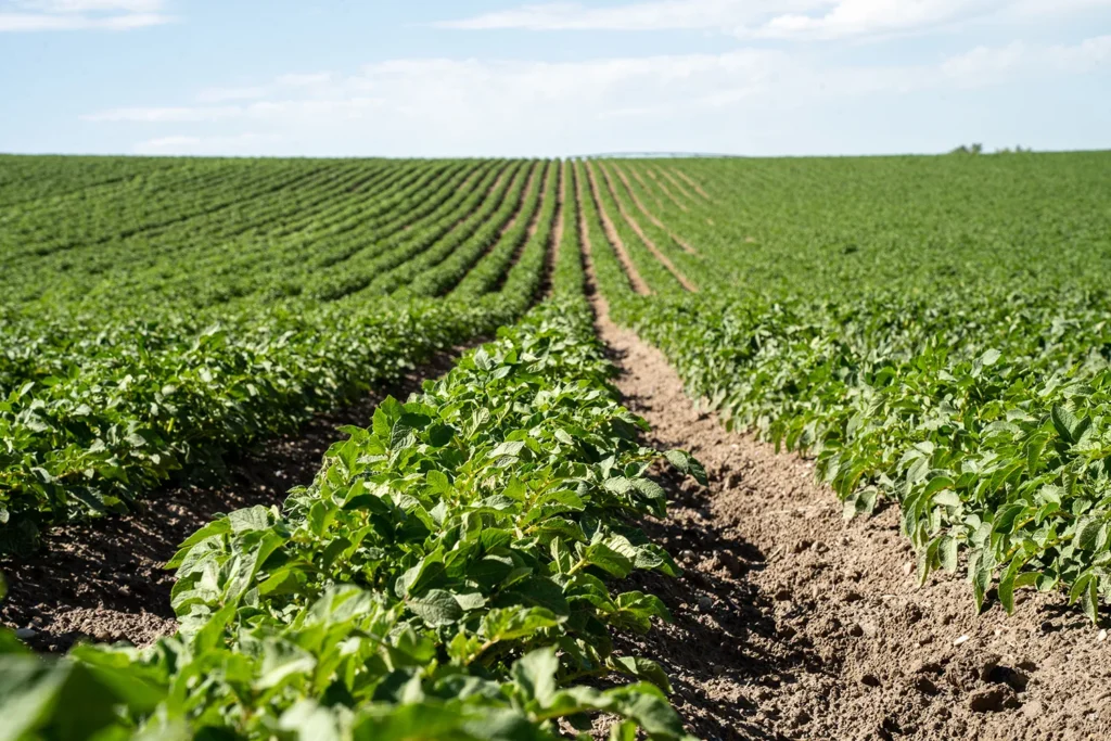 Close up of field