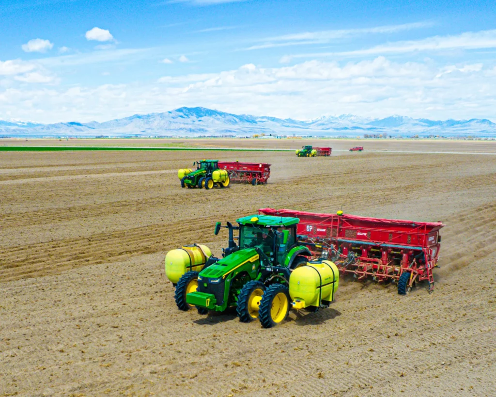 Potato planters in field planting