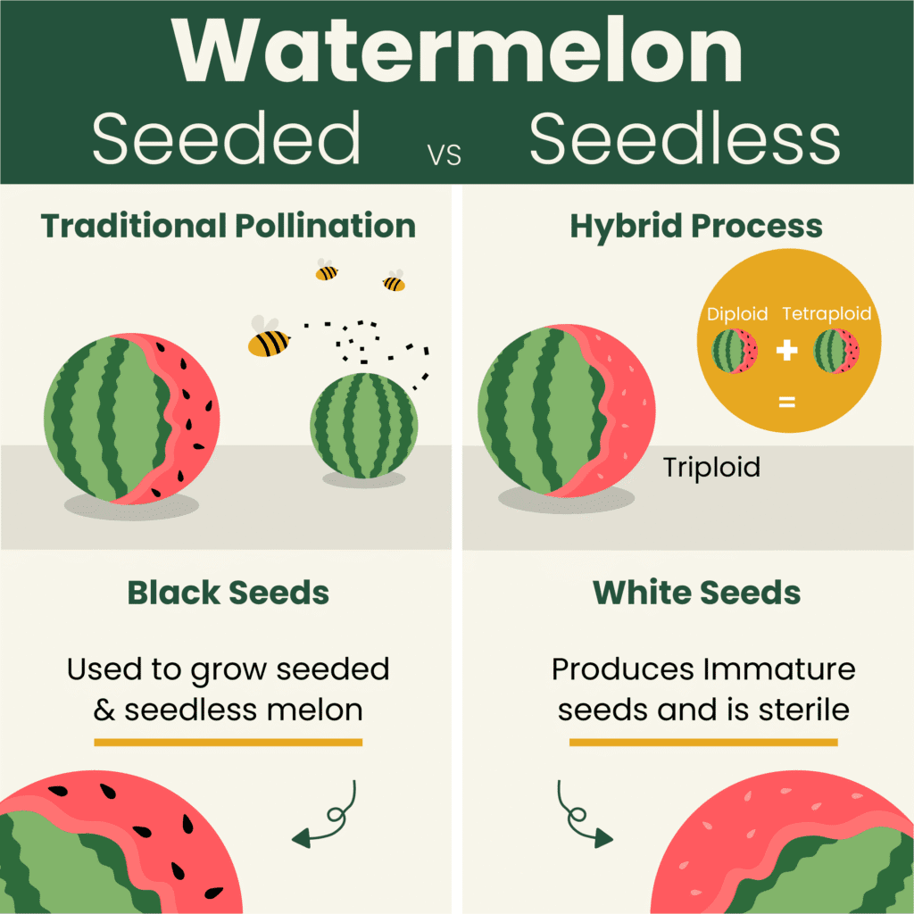 Seeded vs Seedless Watermelon Graphic