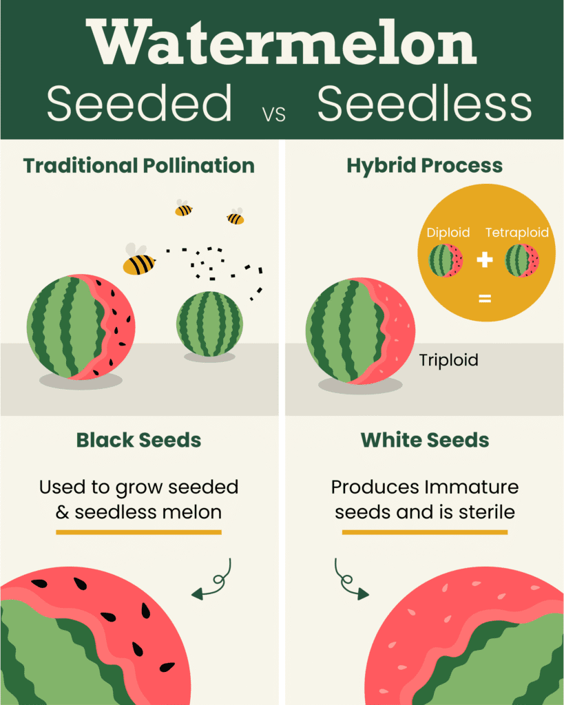Watermelon: Seeded vs Seedless differences graphic