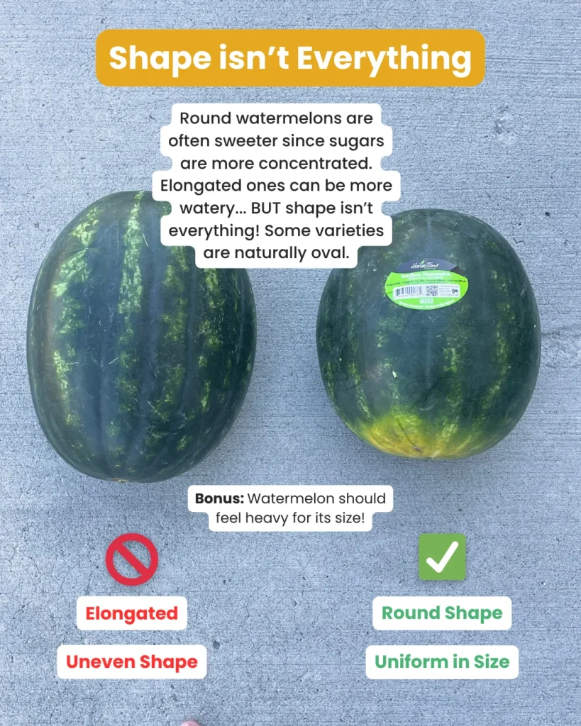 Shape and size of watermelon