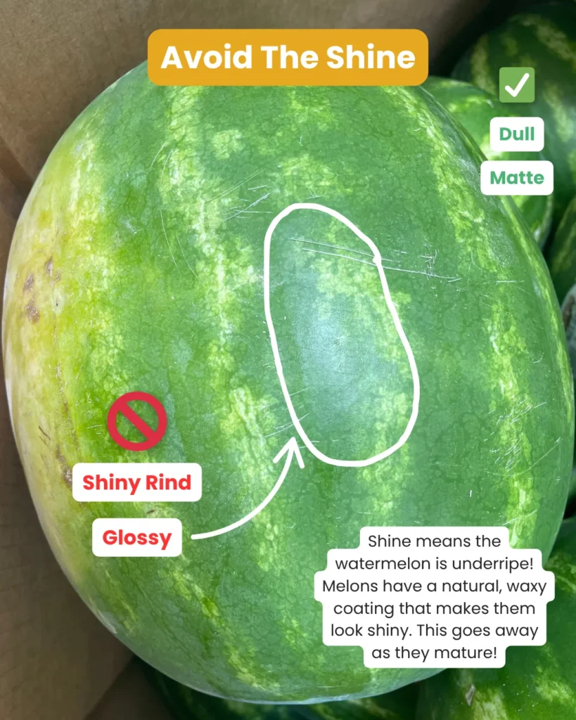 Shiny watermelon rind