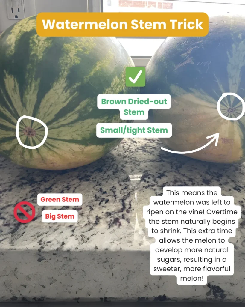 Watermelon stems