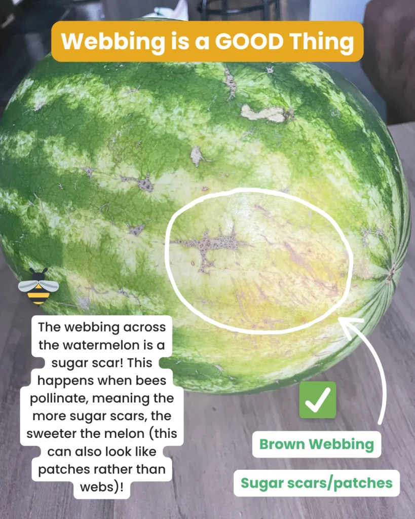 Webbing and sugar scars