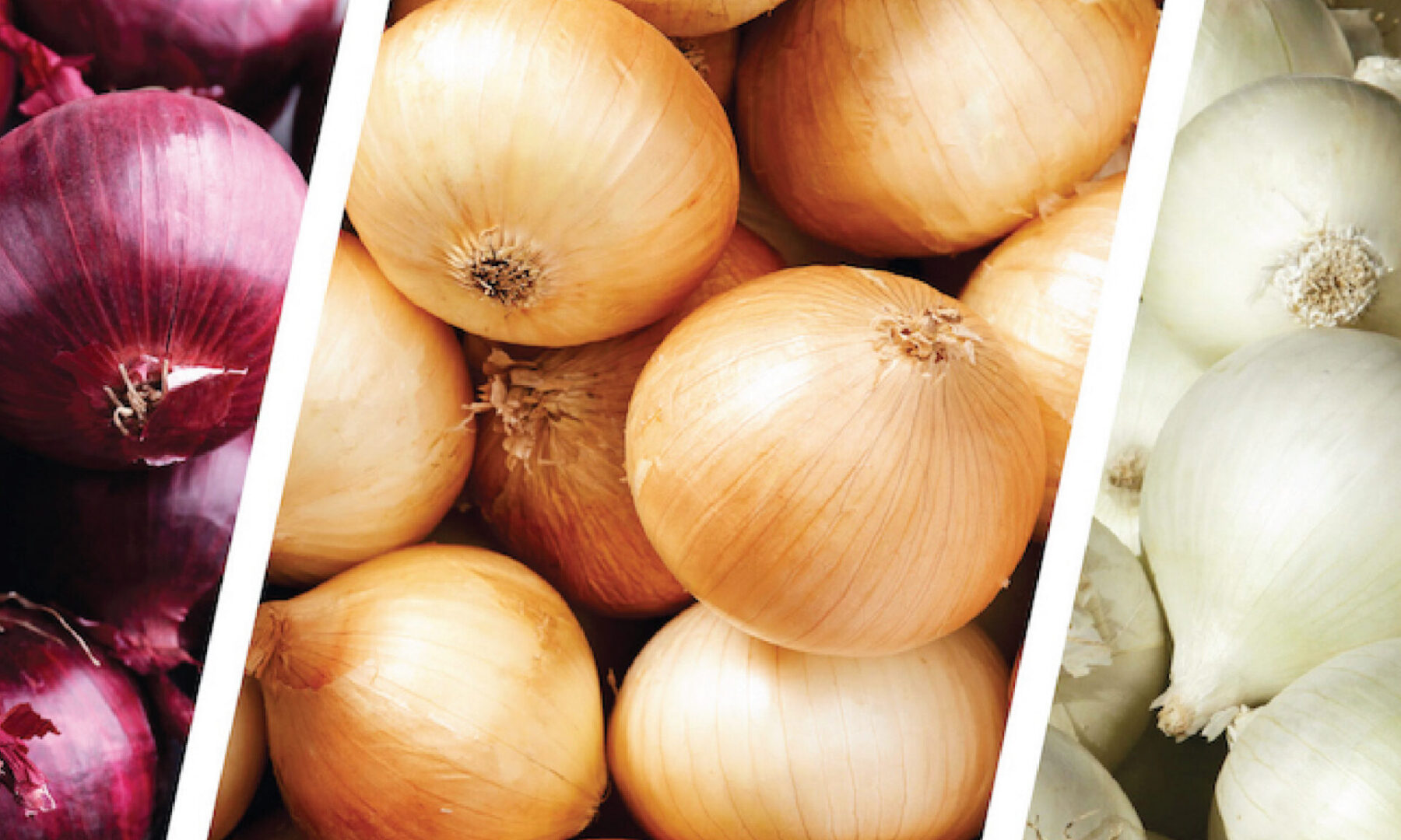 Red, yellow and white onions