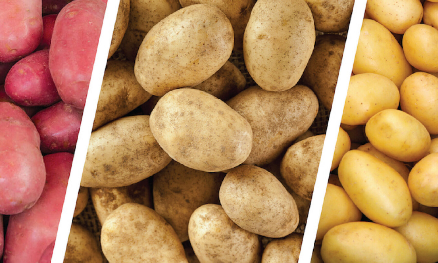 Red, russet and yellow potatoes