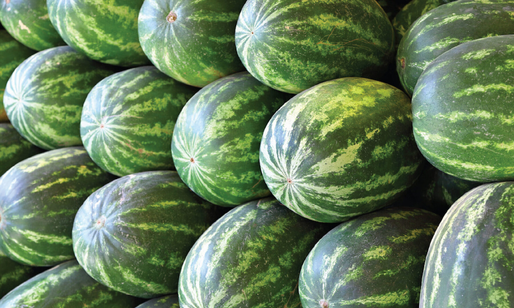 Watermelons