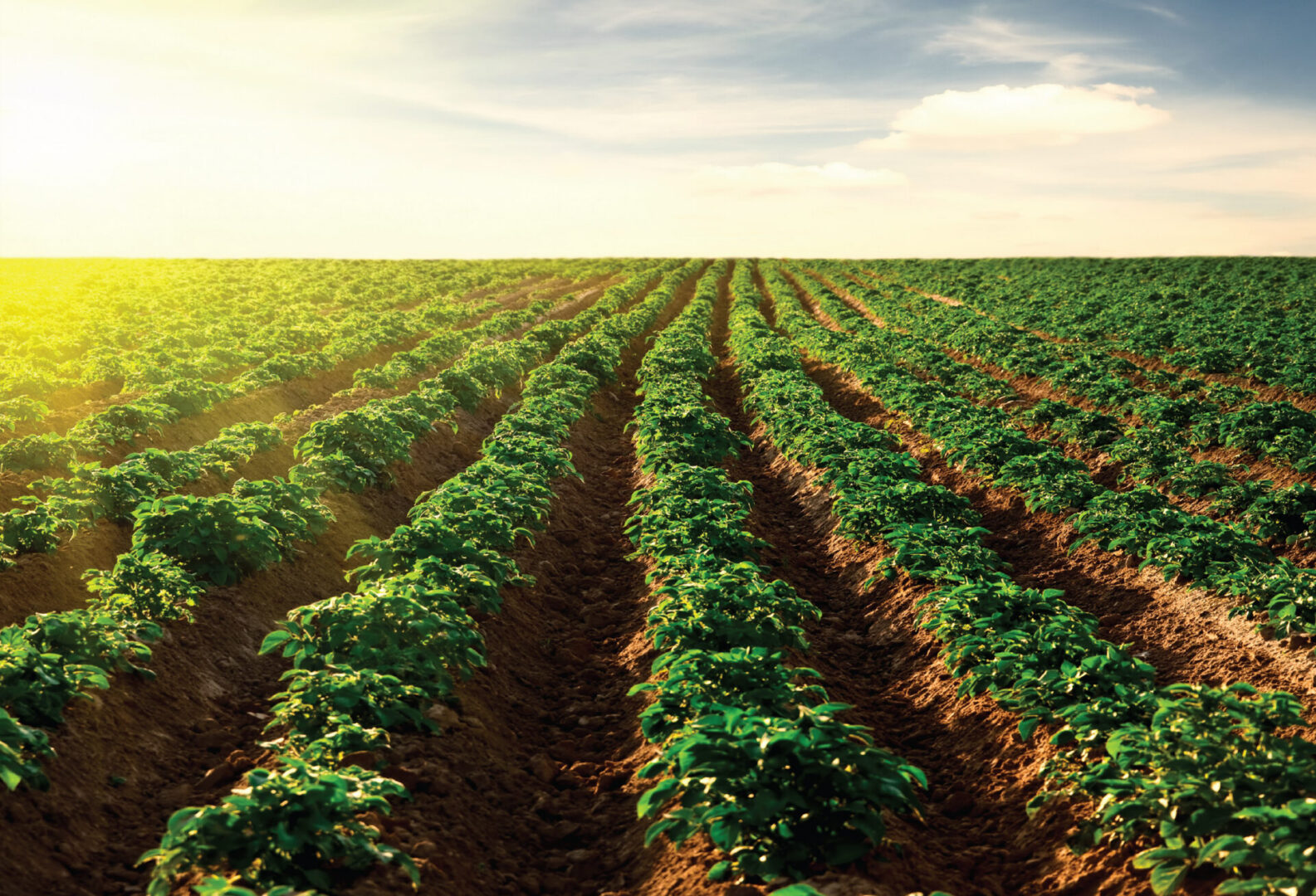 Potato field at sunset