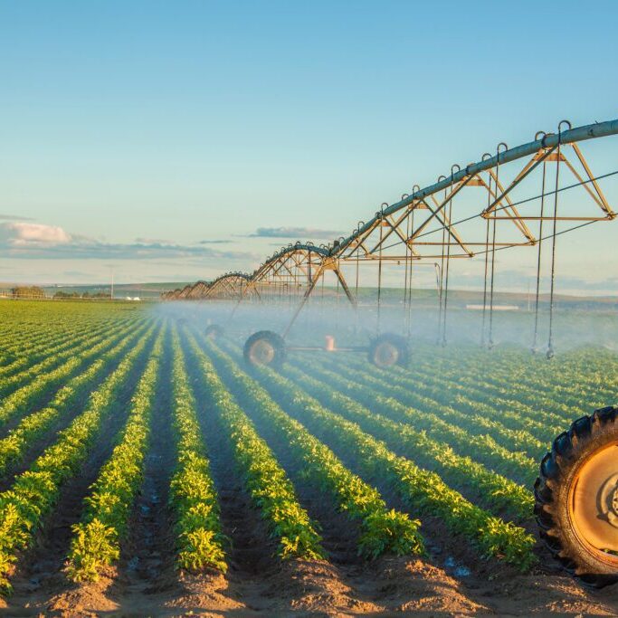 potato field irrigated by a pivot sprinkler system