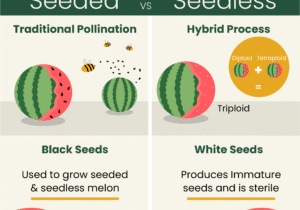 Seeded vs Seedless Watermelon Graphic